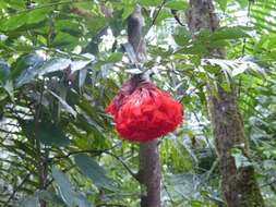 Image de Brownea grandiceps Jacq.