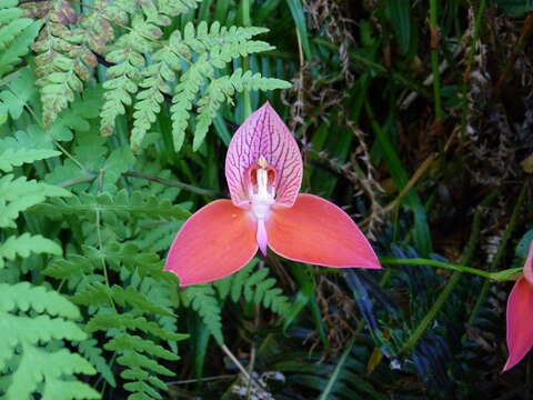 Imagem de Disa uniflora P. J. Bergius