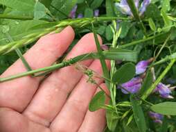 Vicia americana Willd. resmi