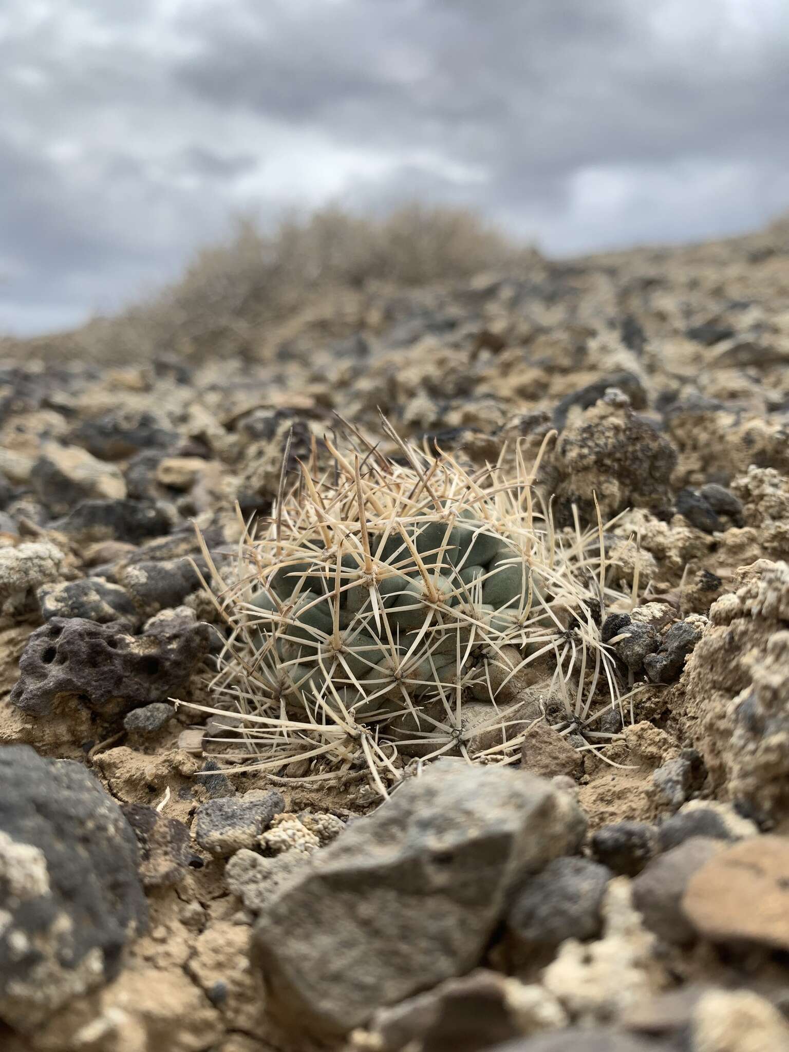 صورة Sclerocactus glaucus (K. Schum.) L. D. Benson