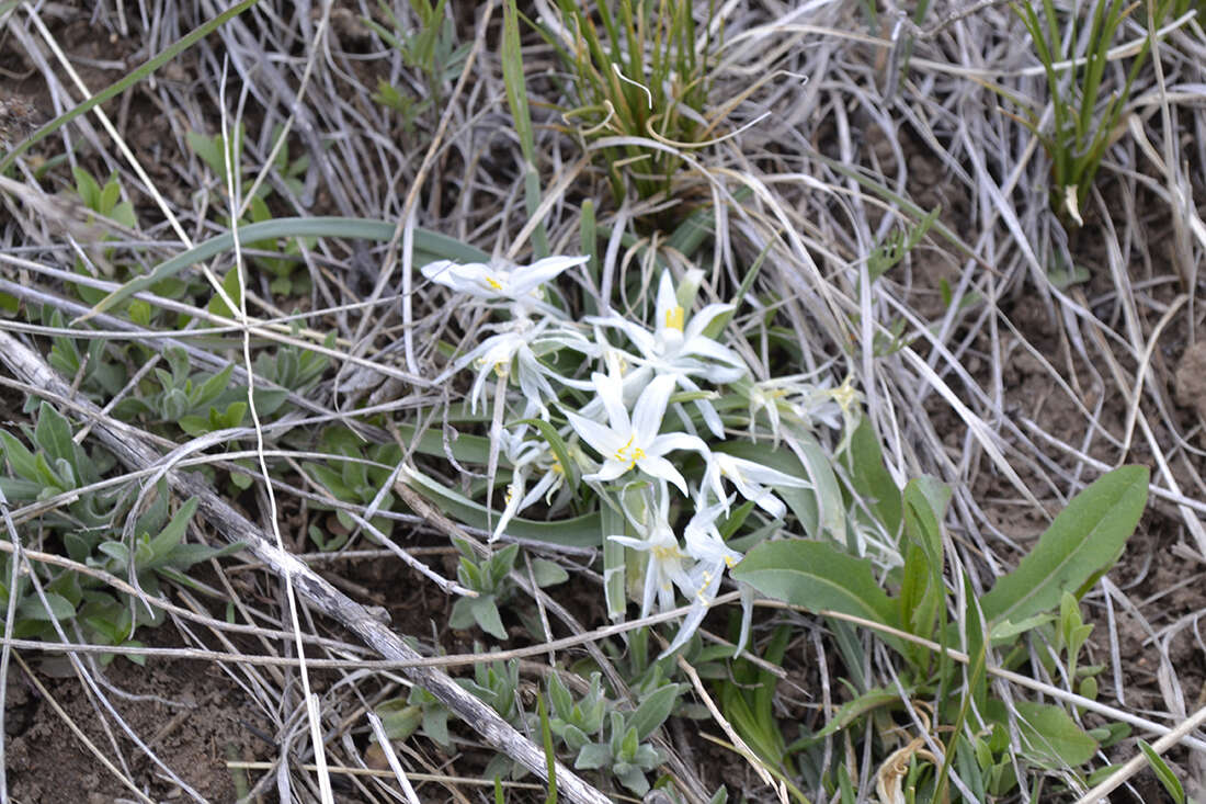 Image of starlily