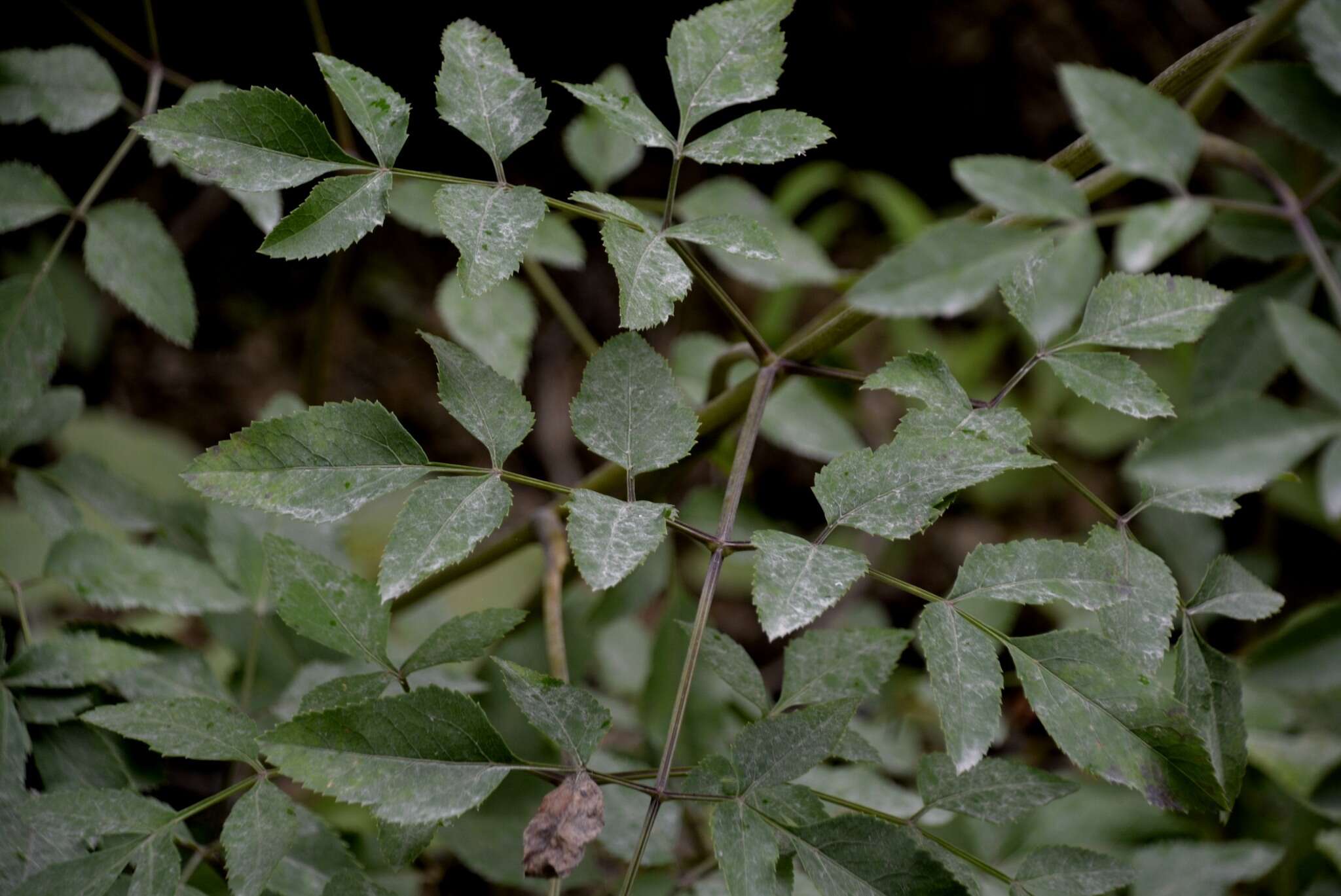 Image of hairy angelica