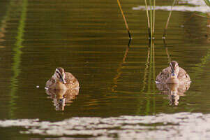 Image of Chinese Spot-billed Duck