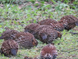 Plancia ëd Colinus nigrogularis (Gould 1843)