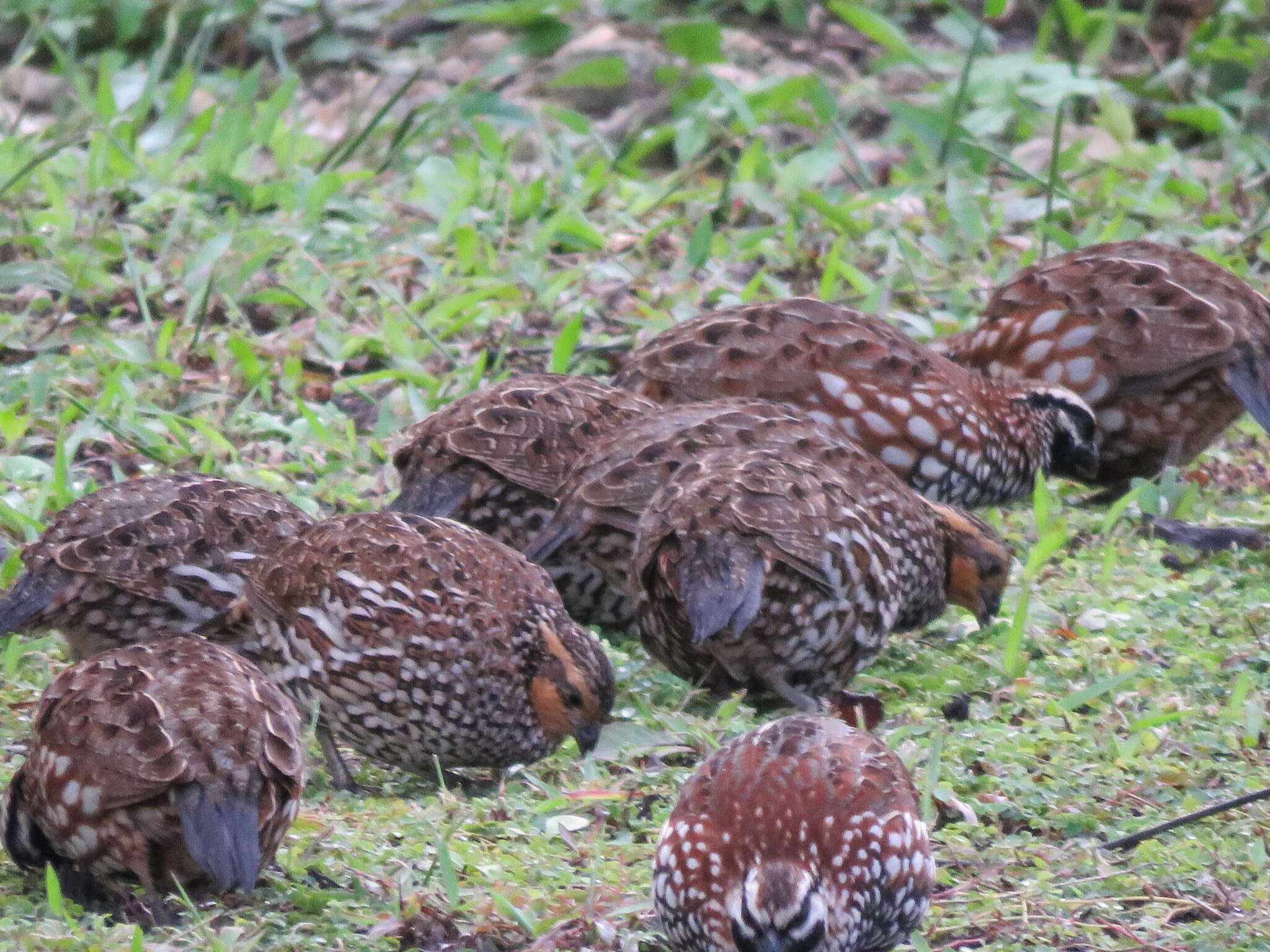 Image of Black-throated Bobwhite