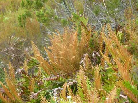 Image of Lomariocycas tabularis (Thunb.) Gasper & A. R. Sm.