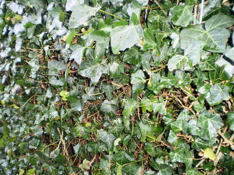 Image of English ivy