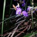 Hovea trisperma Benth.的圖片