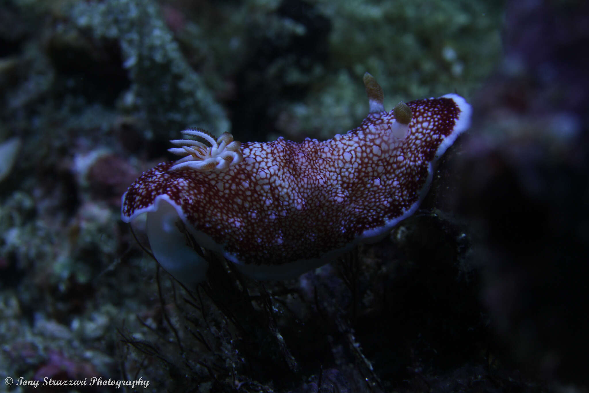 Image of Reticulated red slug