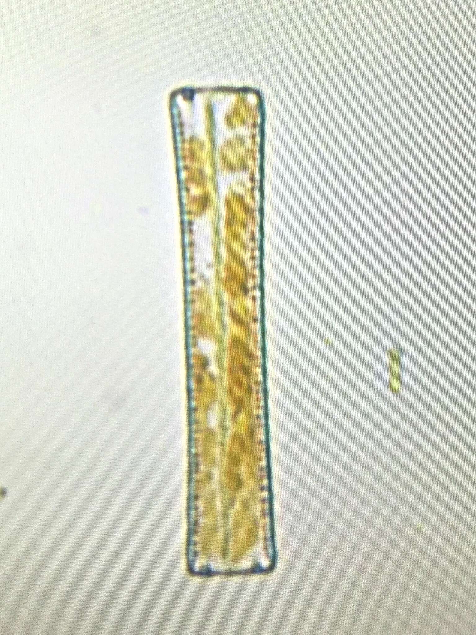 Diatoma tenuis resmi