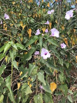 Imagem de Ipomoea carnea subsp. fistulosa (Mart. ex Choisy) D. F. Austin