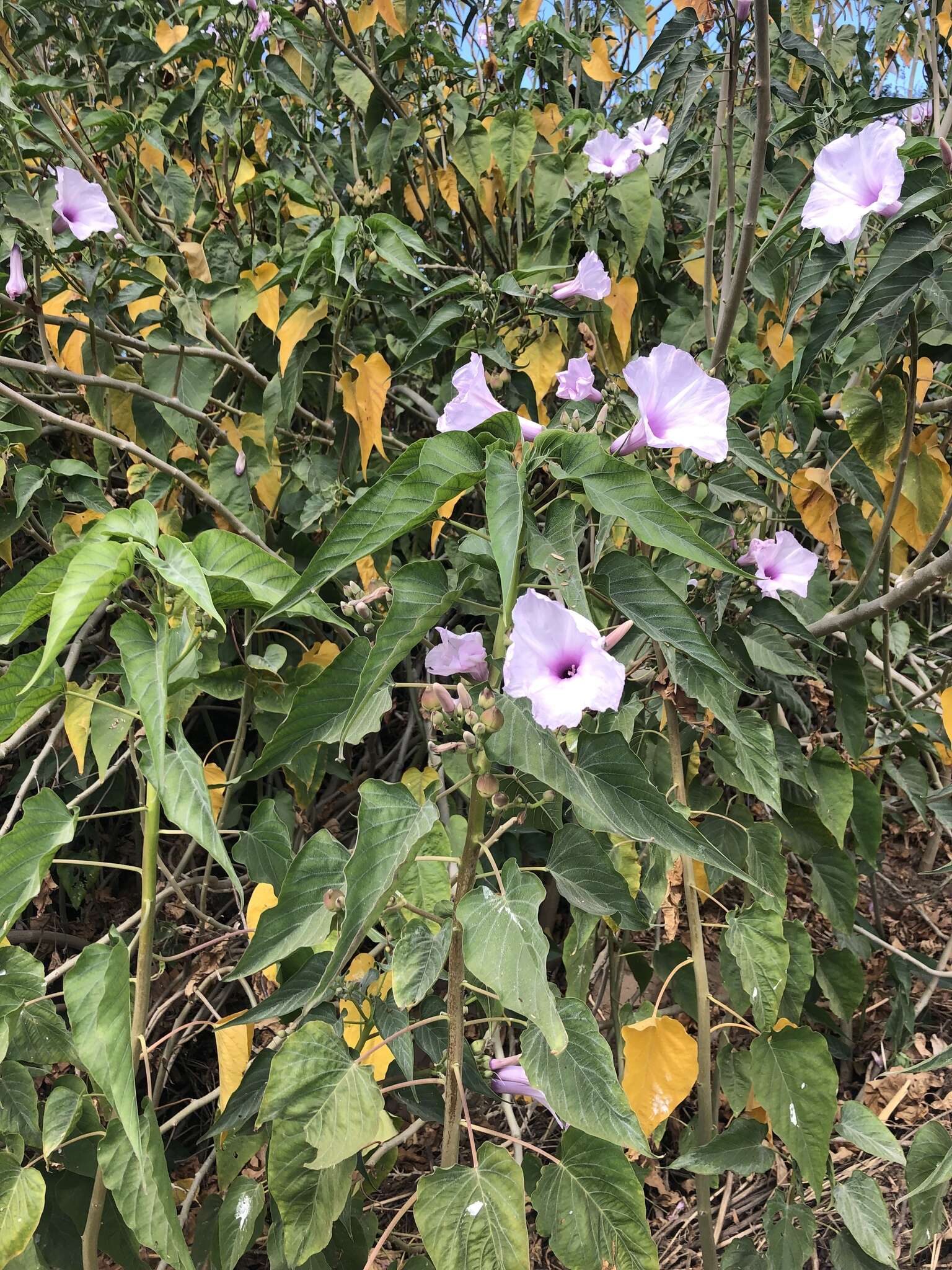 Слика од Ipomoea carnea subsp. fistulosa (Mart. ex Choisy) D. F. Austin