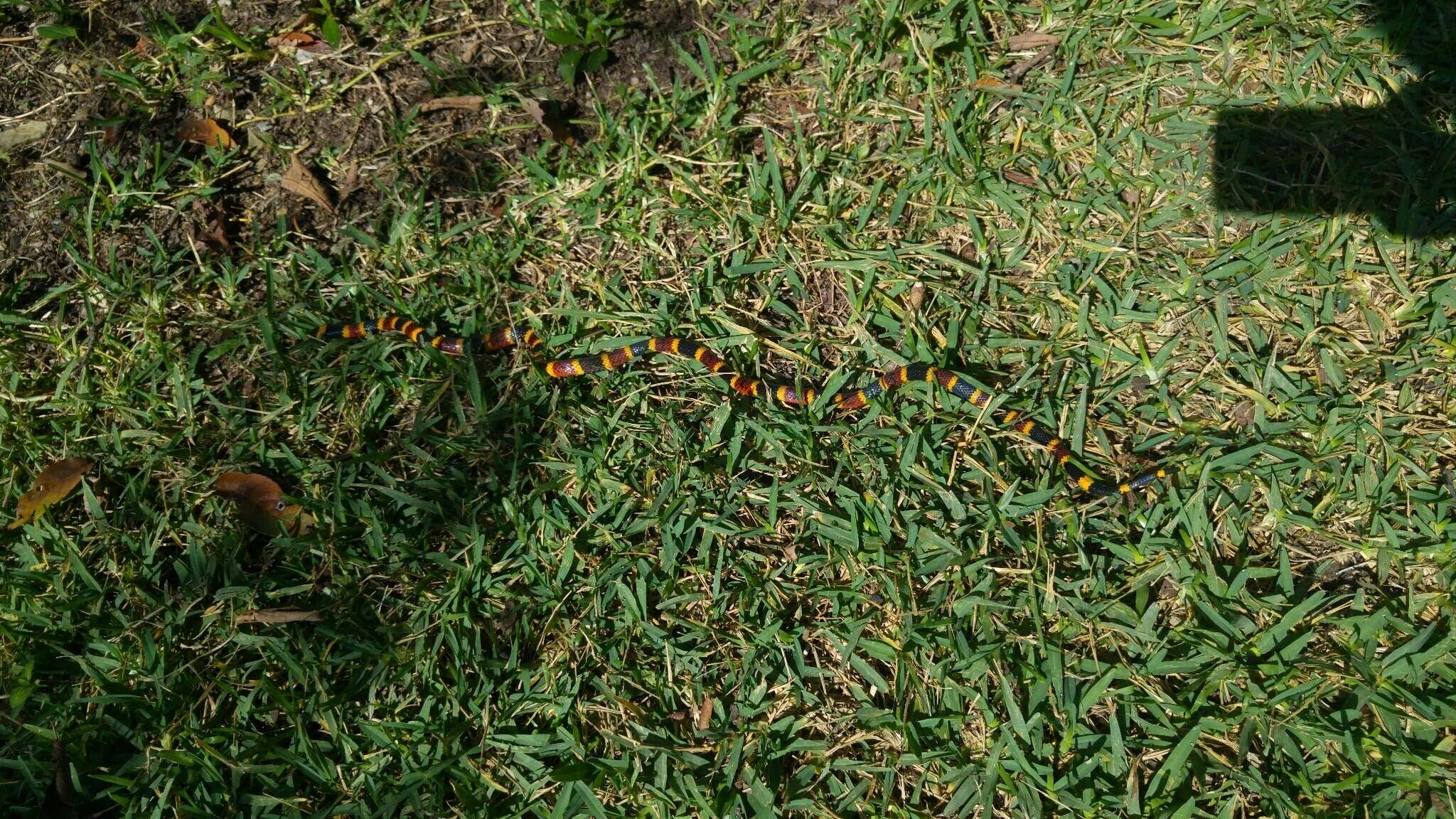 Image of Texas Coral Snake