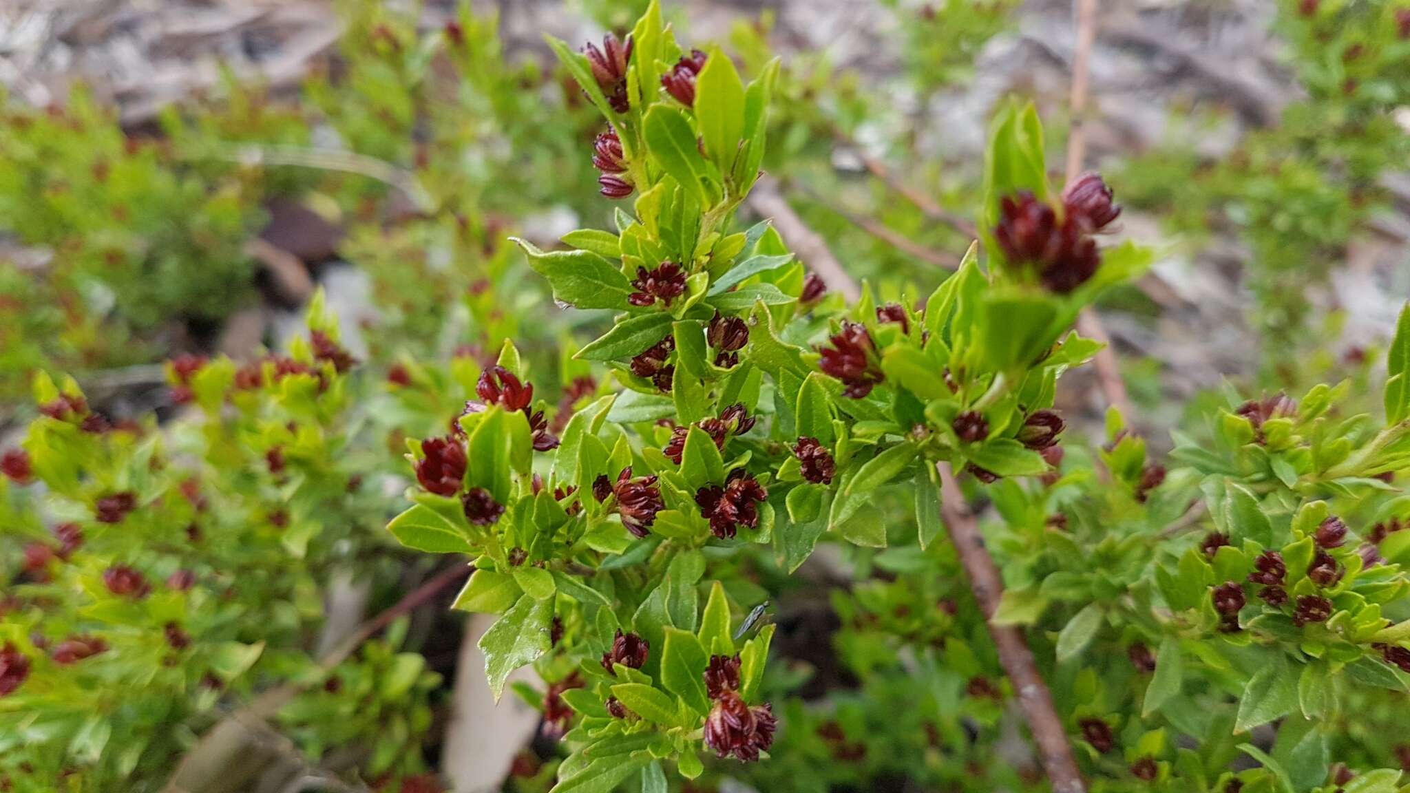 Image de Dodonaea procumbens F. Müll.