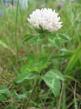 Image of Red Clover