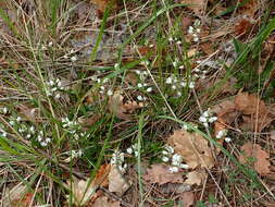 Image of Chalk milkwort