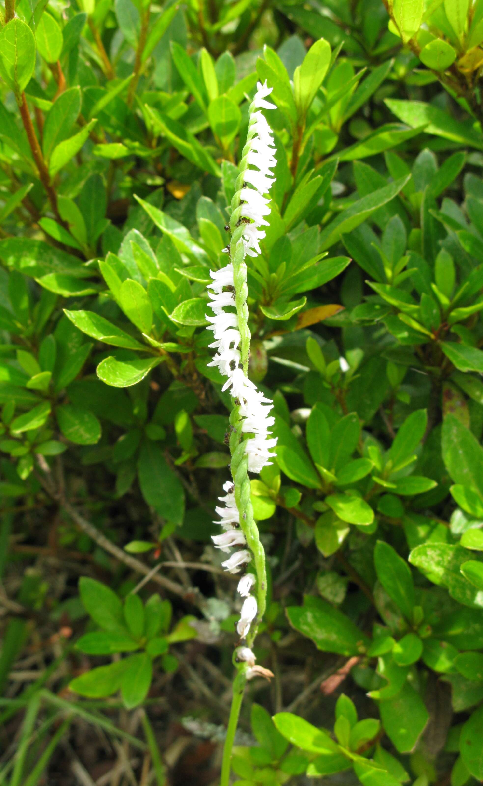 Image of Spiranthes australis