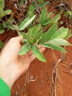 Sivun Campomanesia adamantium (Cambessedes) Berg kuva