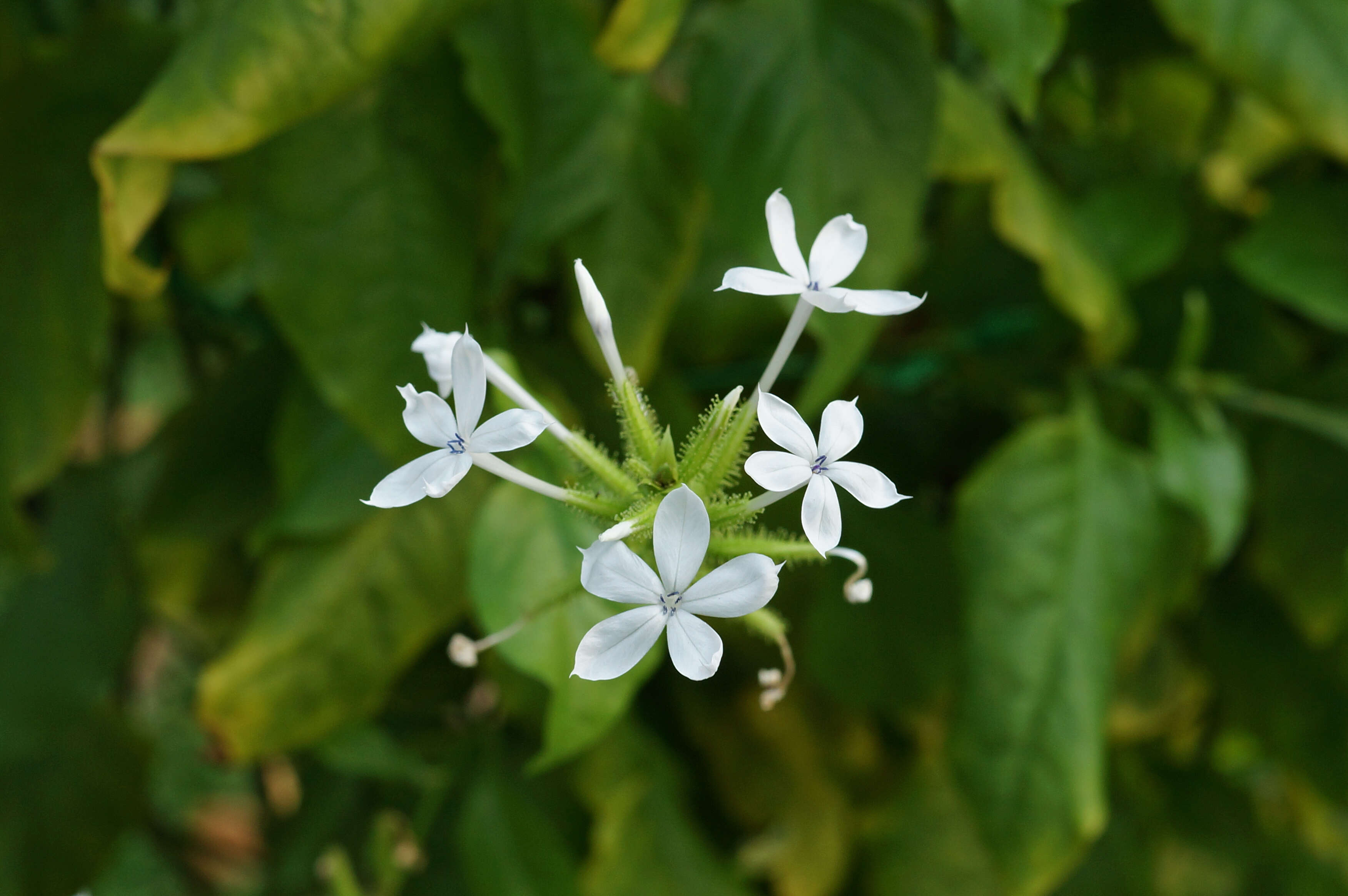 Image of wild leadwort