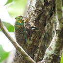 Image de Macrotristria sylvara (Distant 1901)