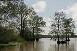 Image of Bald Cypress