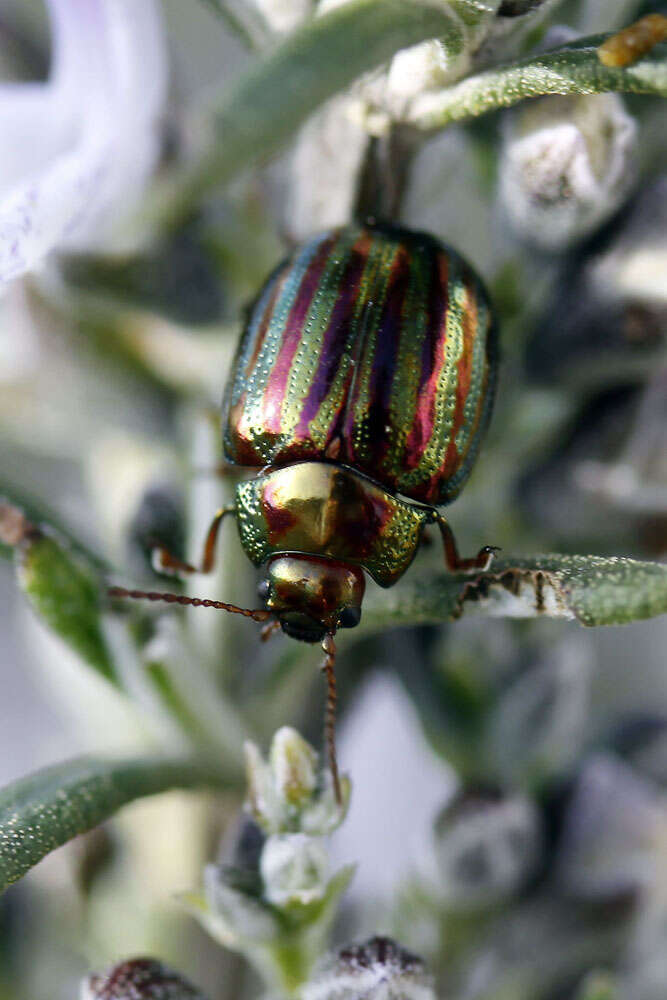 Image of Chrysolina americana