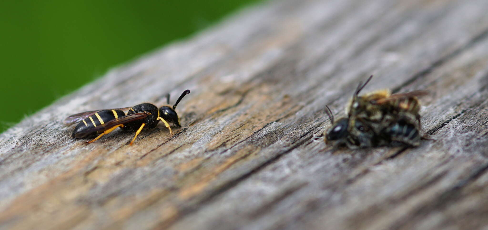 Image of Mason bee