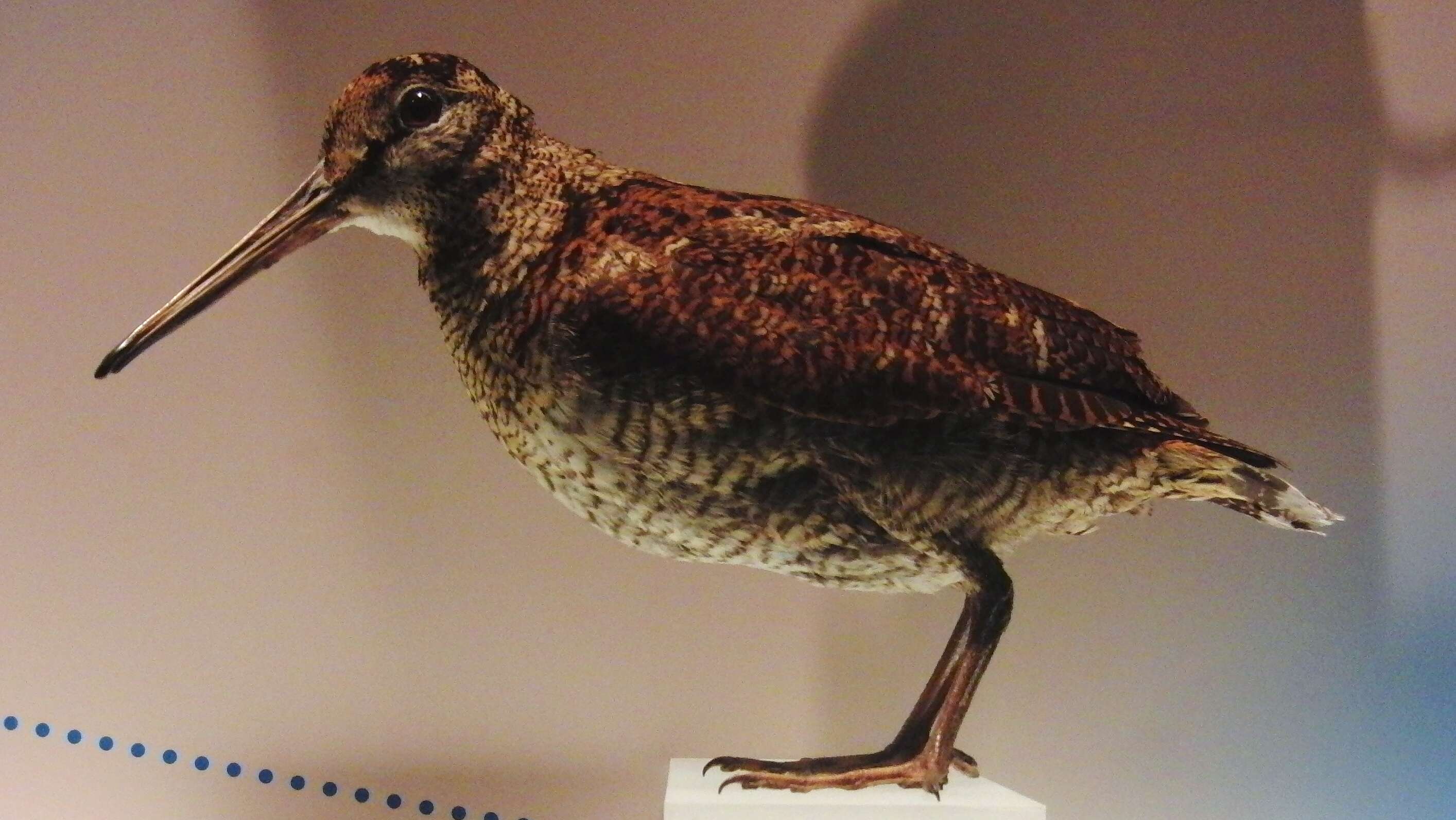 Image of Amami Woodcock