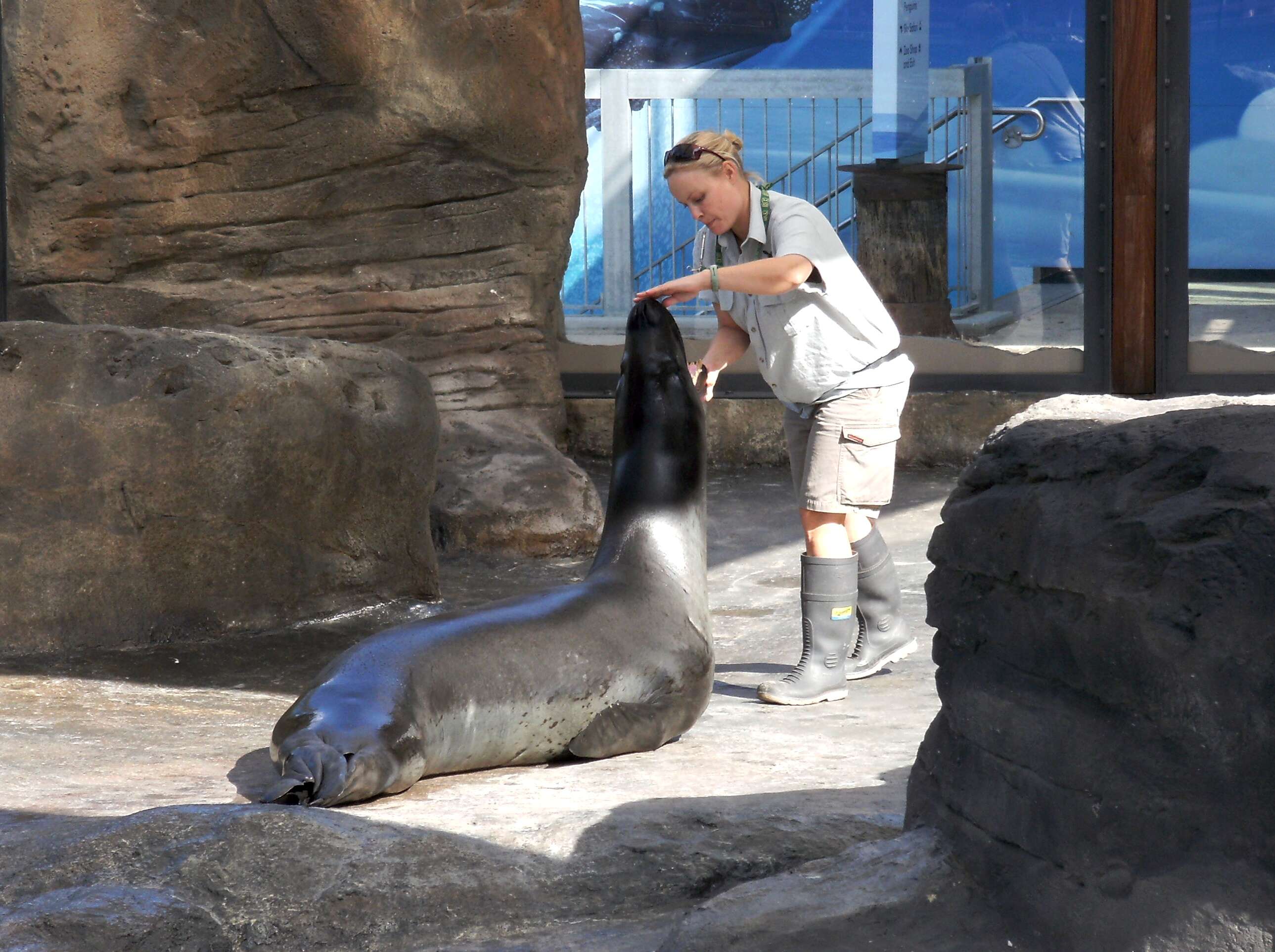 Image of leopard seal