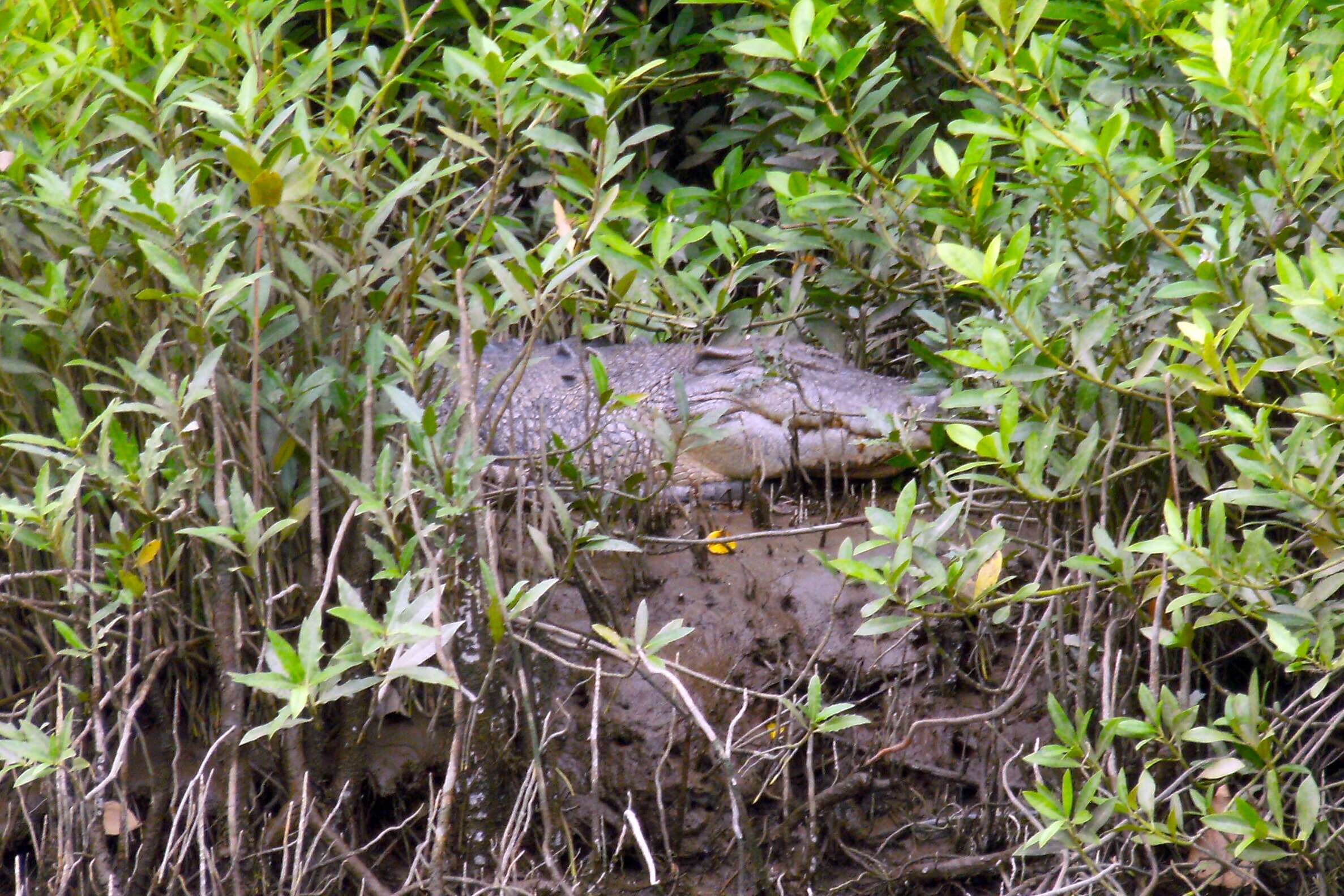 Image of Estuarine Crocodile