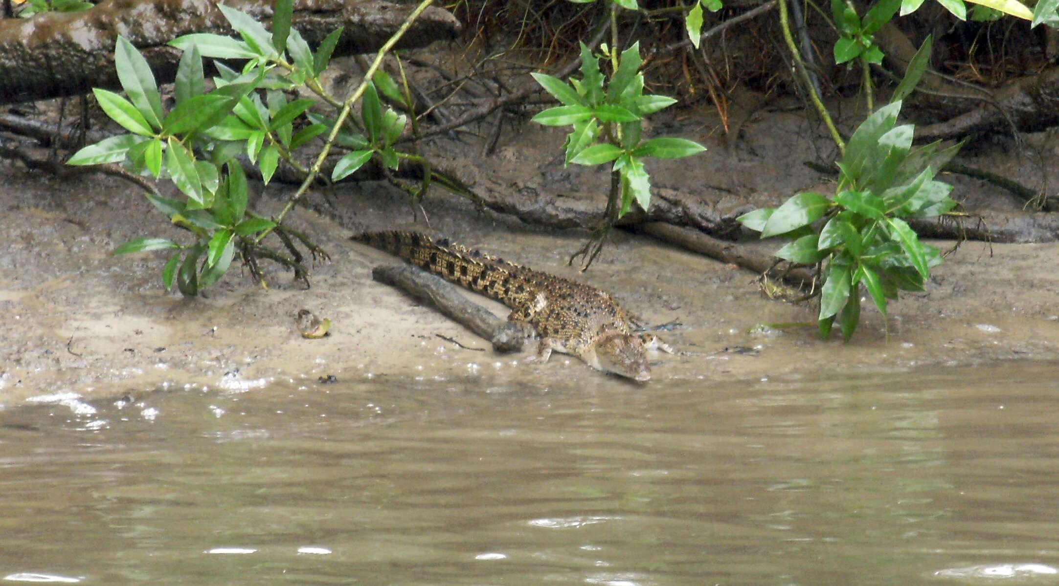 Image of Estuarine Crocodile