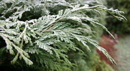 Image of Cupressus × leylandii