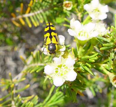 Image of Castiarina forresti (Barker 1983)