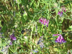 Image of Eucera frater albopilosa (Fowler 1899)