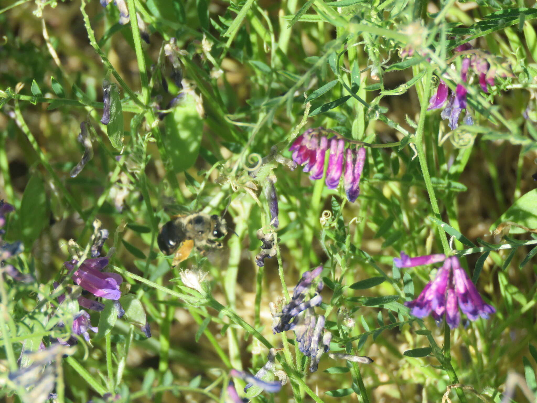 Image of Eucera frater albopilosa (Fowler 1899)