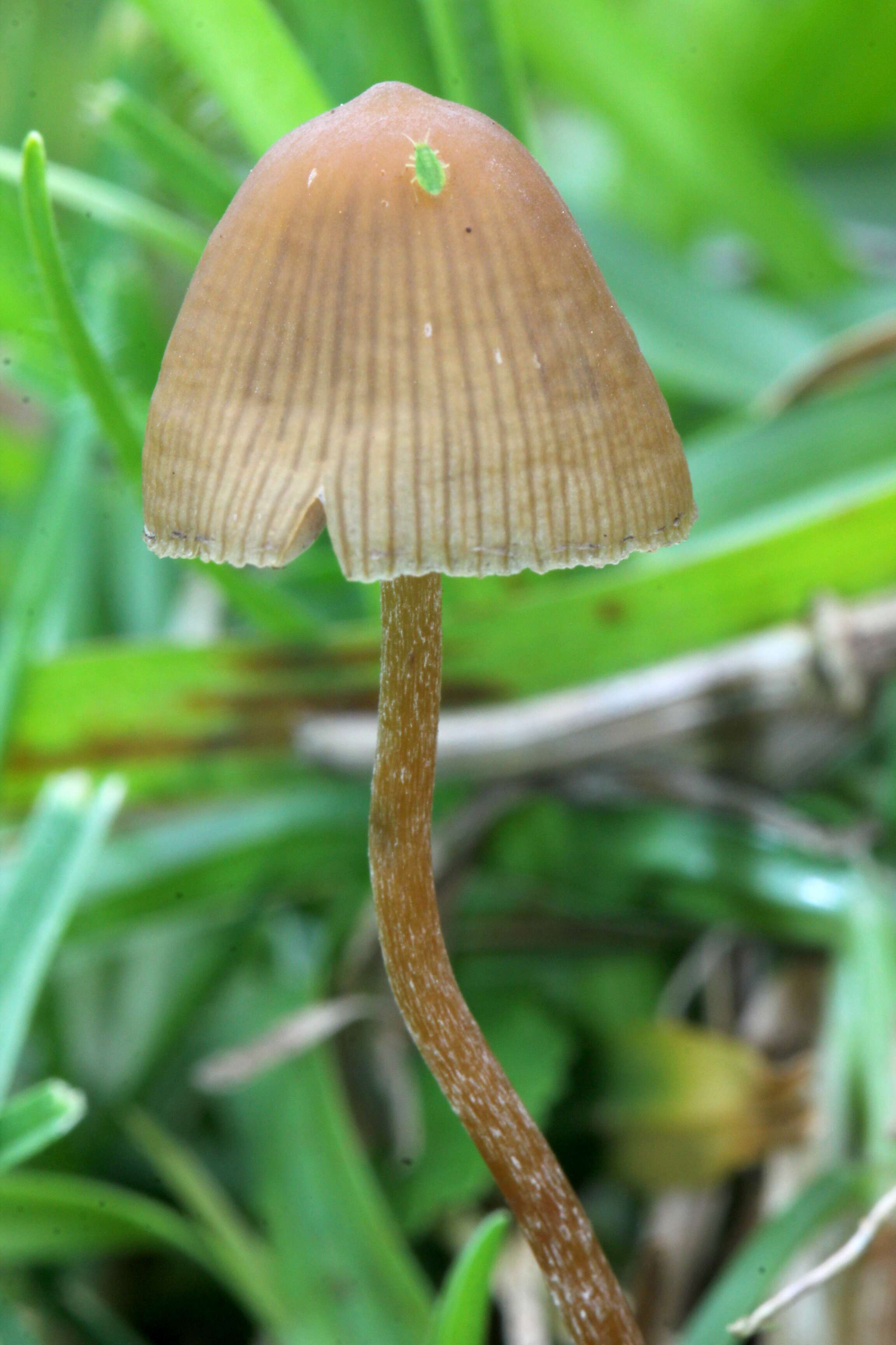 Image de Psilocybe mexicana R. Heim 1957