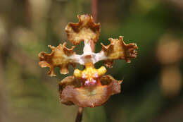 Image of Trichocentrum luridum (Lindl.) M. W. Chase & N. H. Williams