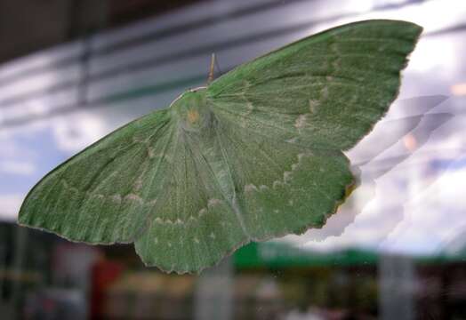 Imagem de Geometra papilionaria Linnaeus 1758