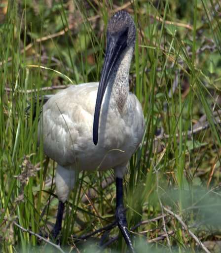 Image of Black-headed Ibis