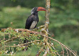 Image of Crowned Hornbill