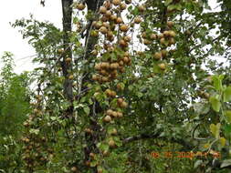 Image of Chinese pear