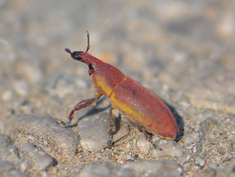 Image of Lixus angustus (Herbst 1795)