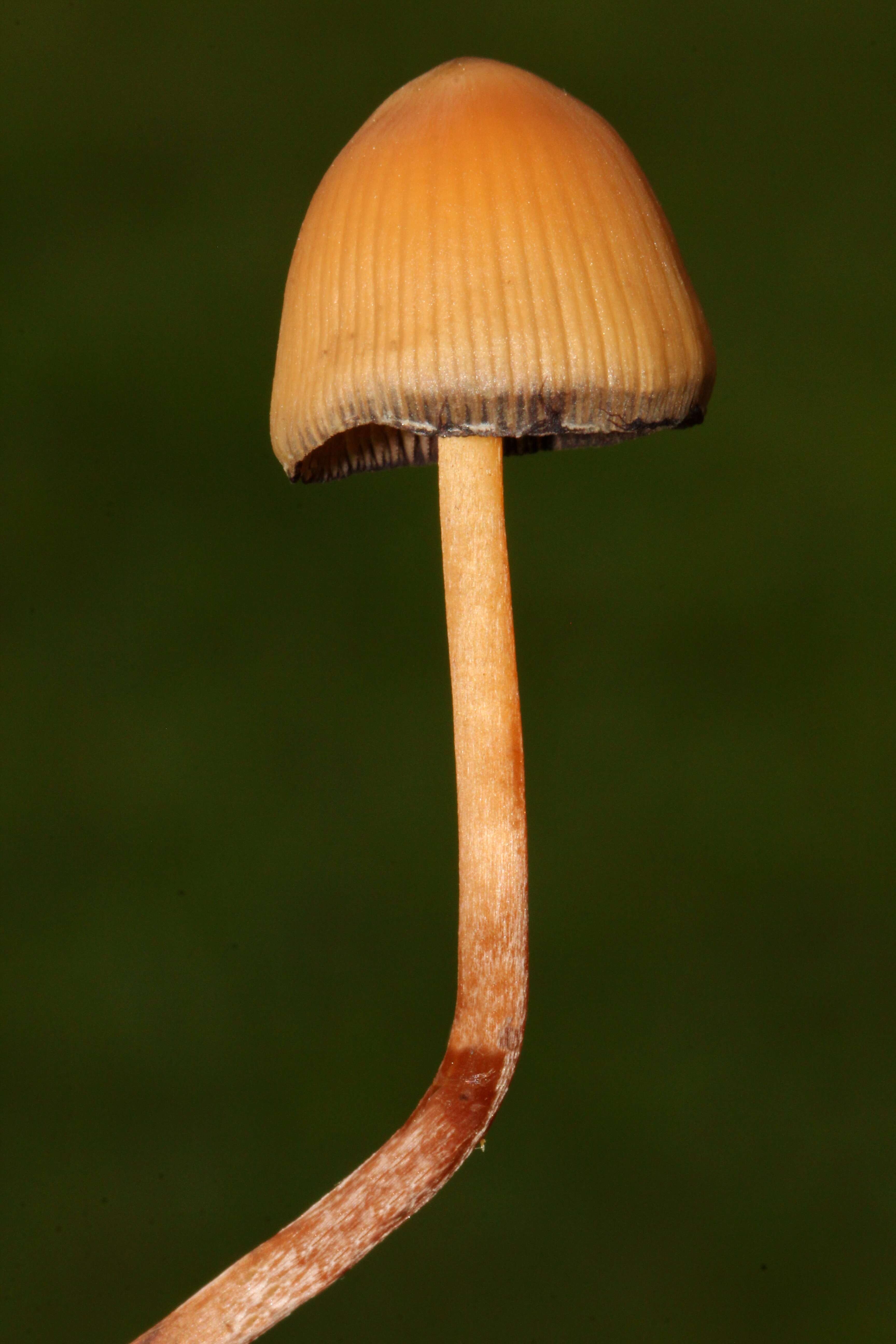 Image de Psilocybe mexicana R. Heim 1957