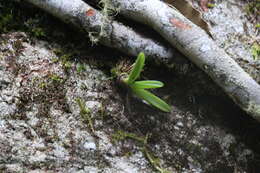 Image of Phreatia crassiuscula Nicholls