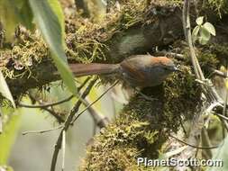 Image of Azara's Spinetail