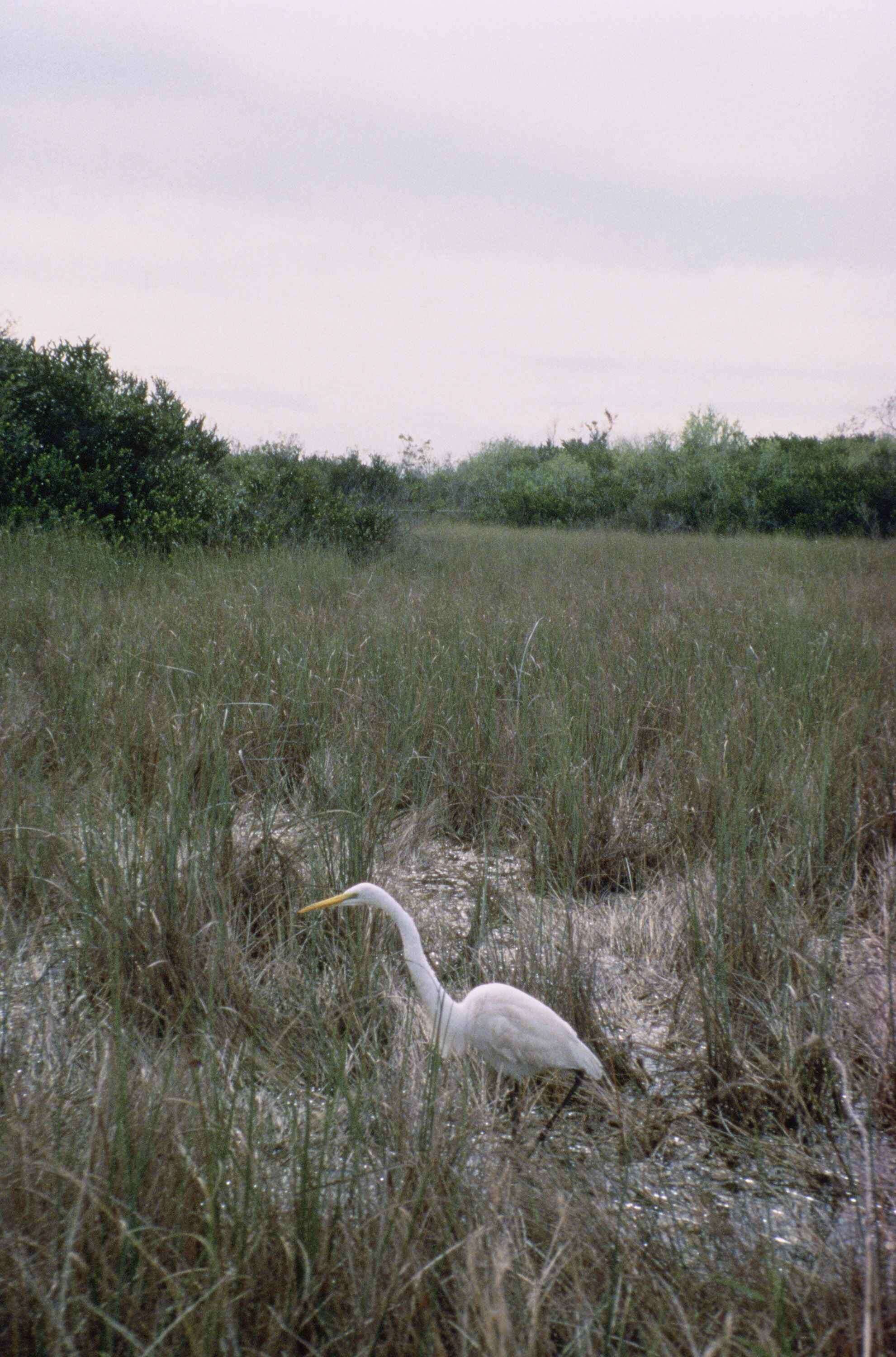 Image of Great Egret