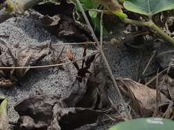 Image of Polistes infuscatus Lepeletier 1836