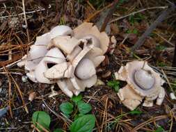 Image of Collared Earthstar