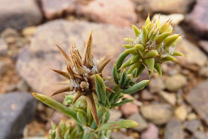 Image de Gymnocarpos sclerocephalus (Decne.) Ahlgren & Thulin