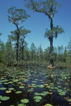 Image of Bald Cypress